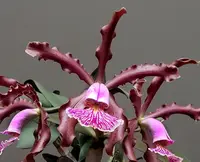 C. schilleriana