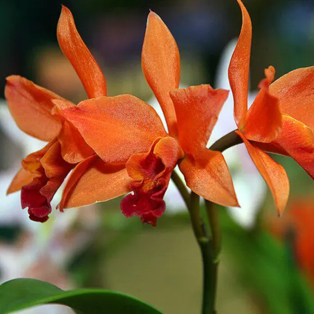Laeliocattleya Firedance 'Patricia' (Laeliocattleya)