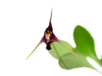 Porroglossum schramii 'Ecua' x 'Jost'