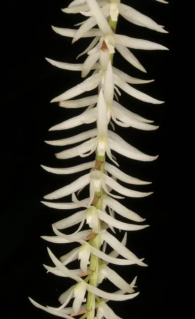 Dendrochilum yuccifolium (Dendrochilum)
