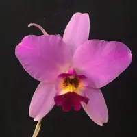 L. anceps 'SanBar Marble King' AM/AOS X L. anceps 'HQ Supreme' AM/AOS — Cal-Orchid Inc.