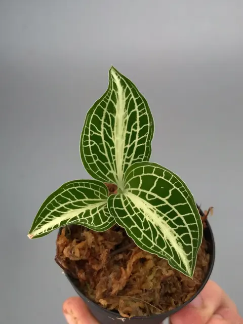 Anoectochilus siamensis (Anoectochilus)