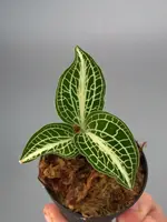 Anoectochilus siamensis