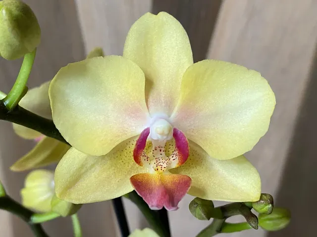 Phalaenopsis Banana Cutie