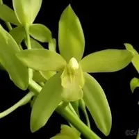 Grammatophyllum scriptum var.alba sp.