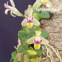 CONSTANTIA RUPESTRIS "FLAMEA" CREEPING MINIATURE ORCHID MOUNTED