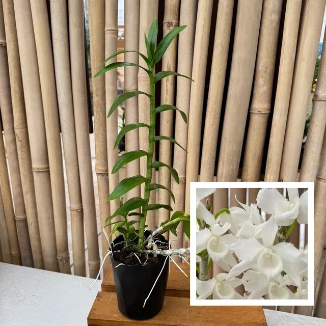 Dendrobium anosmum 'Super White'