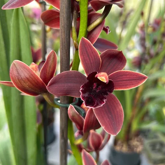 Cymbidium CALI NIGHT (Cymbidium)