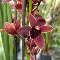 Cymbidium CALI NIGHT