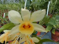 Dendrobium sulcatum — blühfähige Pflanze