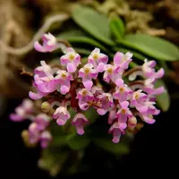 Schoenorchis Fragrans