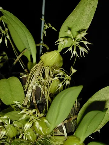 Noid Bulbophyllum (Bulbophyllum)