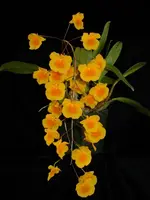 Dendrobium lindleyi syn: aggregatum