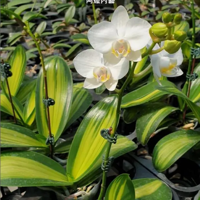 Phalaenopsis amabilis 'Inner Variegation' (Phalaenopsis)