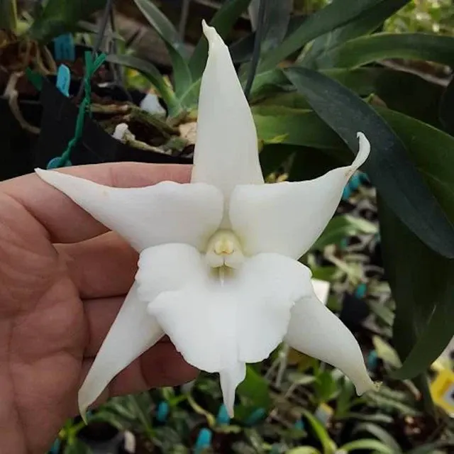 Angraecum Lemforder White Beauty