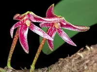 Bulbophyllum patens