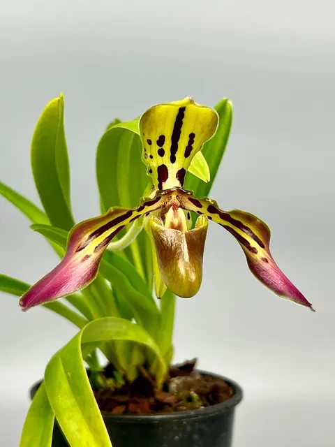 Paphiopedilum tigrinum 'Small' (Paphiopedilum)