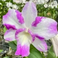 Dendrobium Orchid King Dragon # 09 Mature Bushy Plant - Ready To Flower