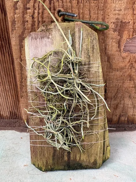 Dendrophylax porrectus (Dendrophylax)