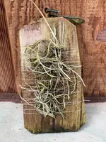 Dendrphylax porrectus