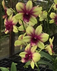 Dendrobium Anucha Flare x Burana Green (Dendrobium)