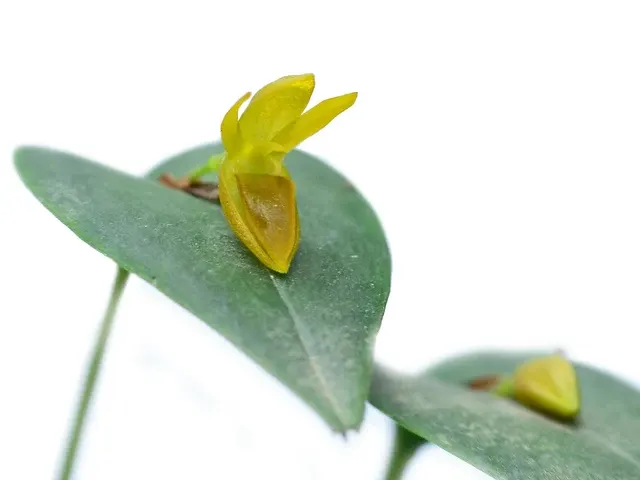 Pleurothallis inornata (Pleurothallis)