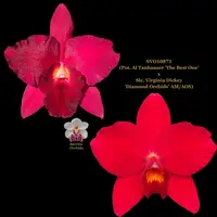 Cattleya Orchid SVO10873 (Pot. Al Tanhauser 'The Best One' x Slc. Virginia Dickey 'Diamond Orchids' AM/AOS)