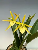 Brassanthe Bill Worsley (Gur. aurantiaca 'Spots' x B. nodosa)