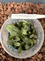 FLASK Phalaenopsis philippinensis