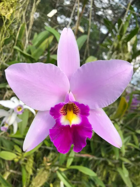 Laelia anceps 'Hamerkop' (Laelia)