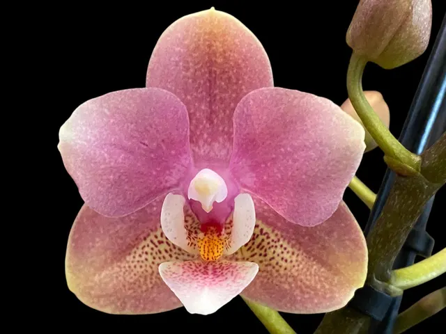 Phalaenopsis Younghome