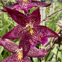 Bllra. Marfitch 'Howards Dream' — In Spike