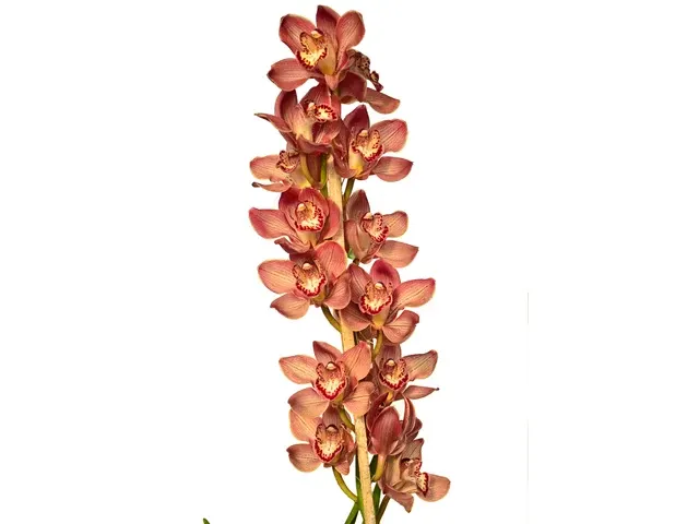 Cymbidium Lacre Yellow Lip # 1 (Cymbidium)