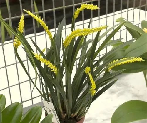 Dendrochilum javieriense (Dendrochilum)