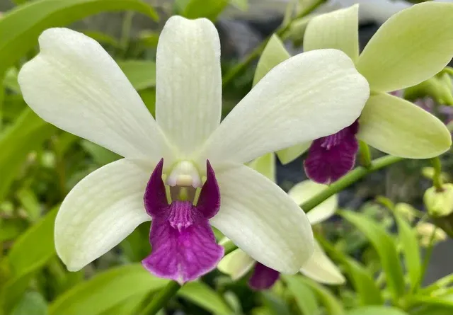 Dendrobium Woonleng (Dendrobium)