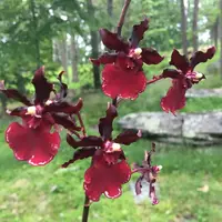 Seedling Oncidium Odontocidium Succubus 'Night Shift' Live PLant Orchid