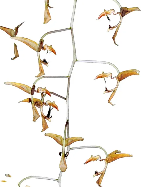 Gongora gratulabunda (Gongora)