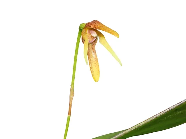 Pleurothallis vorator (Pleurothallis)