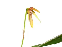 Pleurothallis vorator