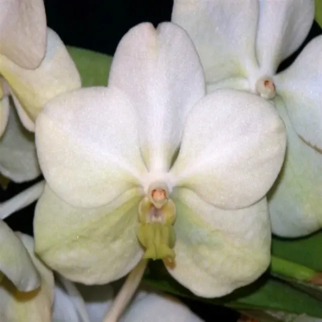Vanda Princess Mikasa