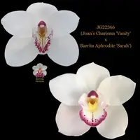 Cymbidium Seedling JG22366 (Joan's Charisma 'Vanity' x Barrita Aphrodite 'Sarah')