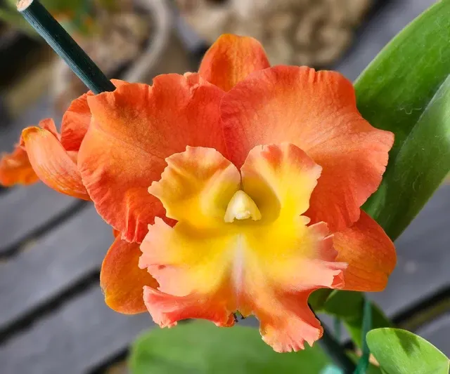 Rhyncholaeliocattleya Star of Siam 'Justice' (Rhyncholaeliocattleya)