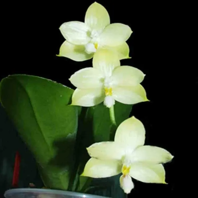 Phalaenopsis floresensis sp (Phalaenopsis)