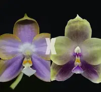 Phal. Mituo Reflex Dragon’ Blue#2’ x Mori Four Seasons