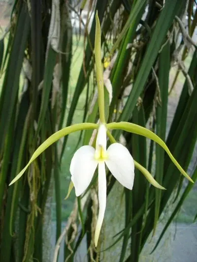 Epidendrum parkinsonianum (Epidendrum)