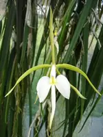 Epidendrum parkinsonianum — Jungpflanzen