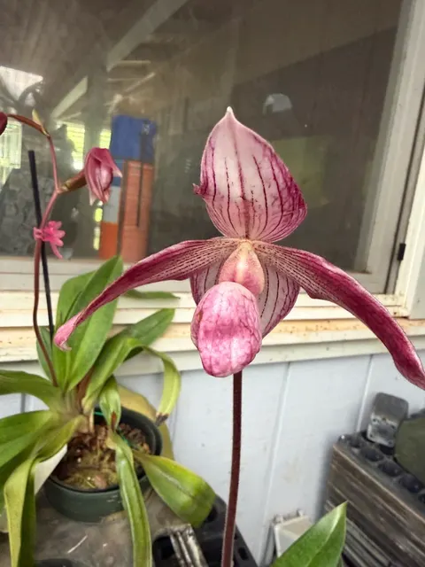 Paphiopedilum Dr. Toot 'Crown' (Paphiopedilum)