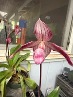 Paph. Dr. Toot (delenatii x kolopakingii v. topperi 'Crown') — Not Currently in Bloom or Spike