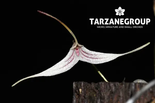 Trisetella hoeijeri (Trisetella)