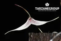 TRISETELLA HOEIJERI MINI MINIATURE ORCHID MOUNTED